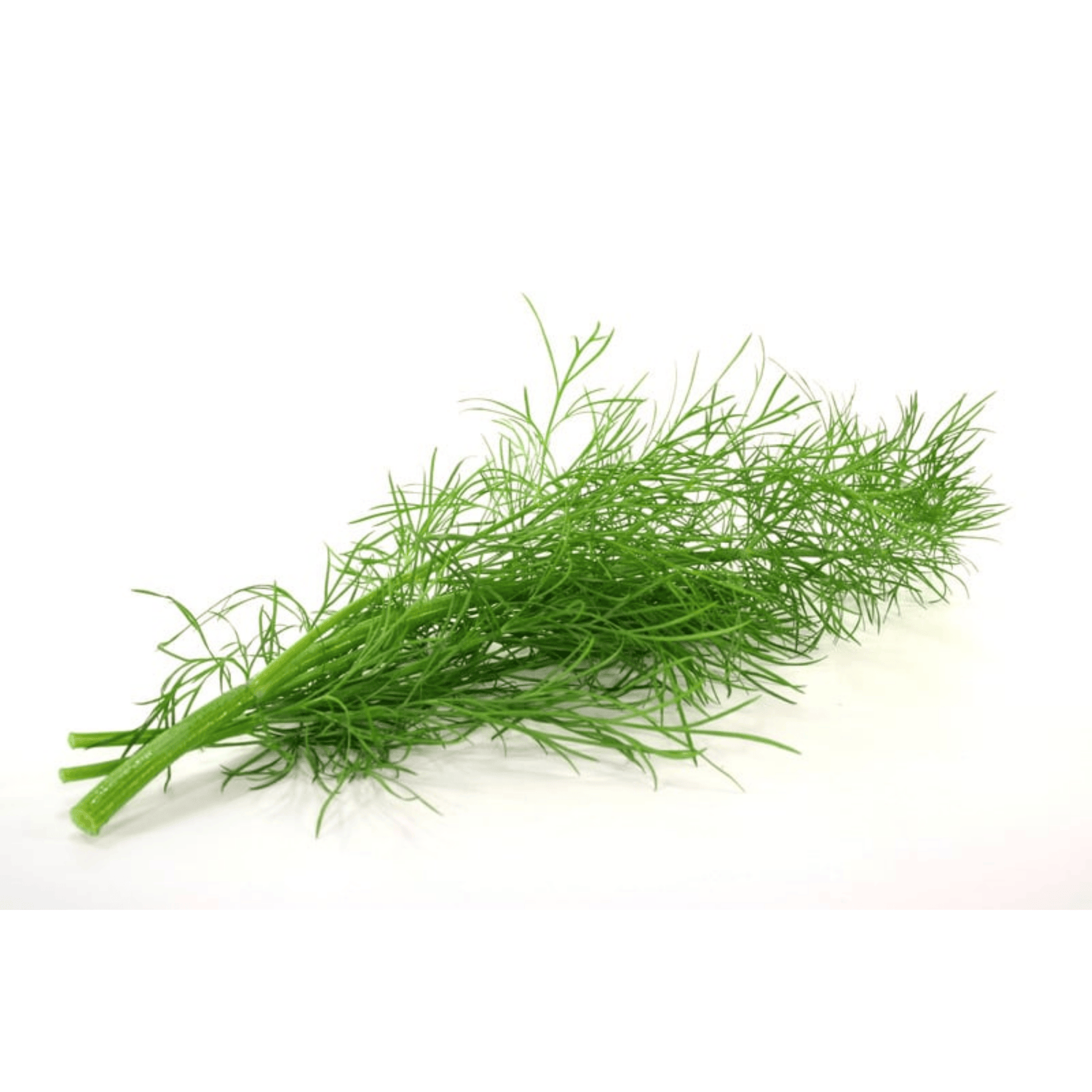 Dill – aromatisches Küchenkraut mit verdauungsfördernder Wirkung