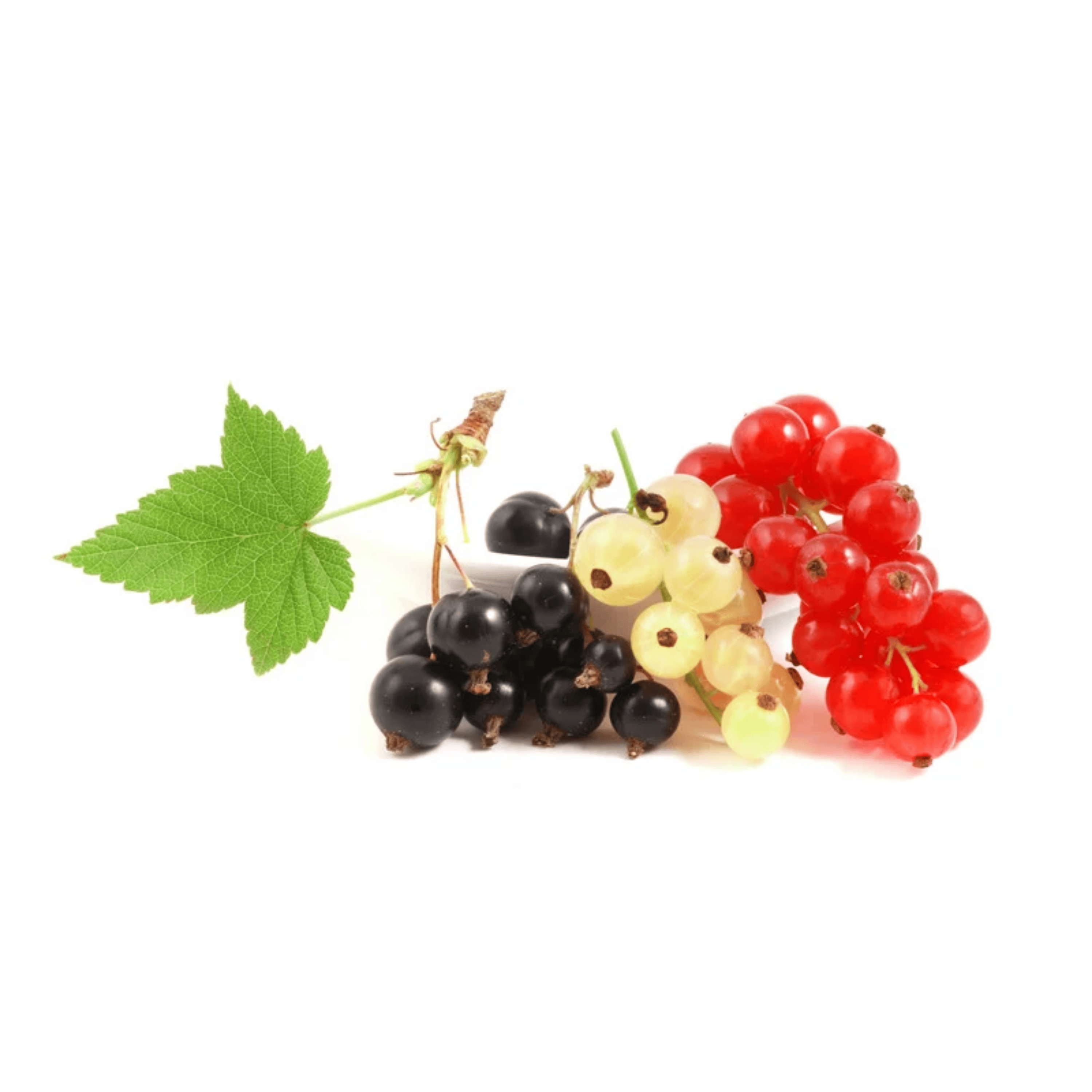 Johannisbeere – kleine Beere mit großer Wirkung