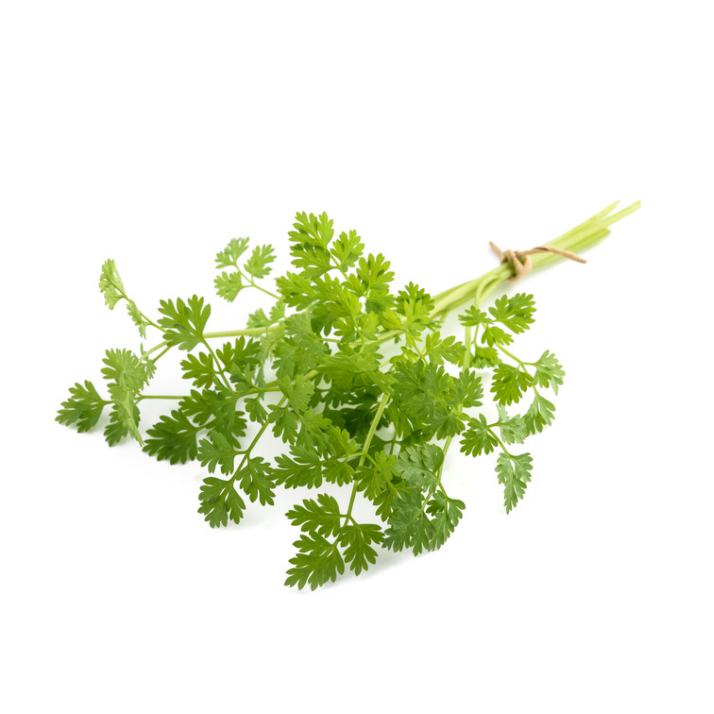 Kerbel – das feine Küchenkraut mit großer Wirkung