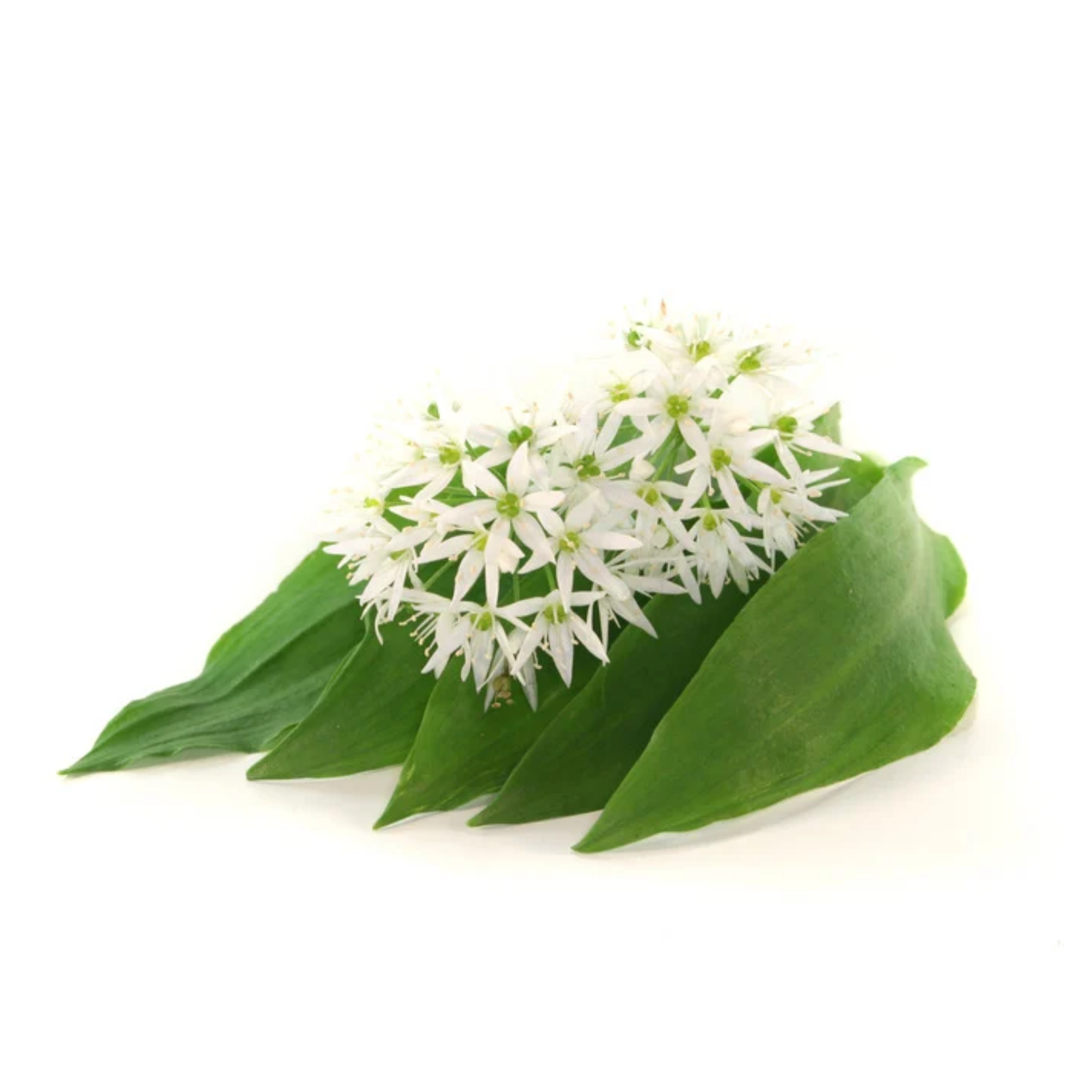 Bärlauch – das würzige Frühjahrs-Superkraut