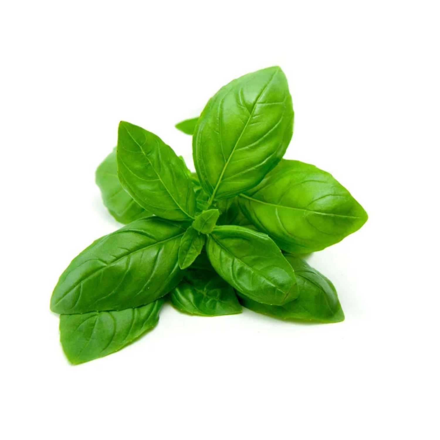 Basilikum – das aromatische Kräuter-Highlight für deine Küche