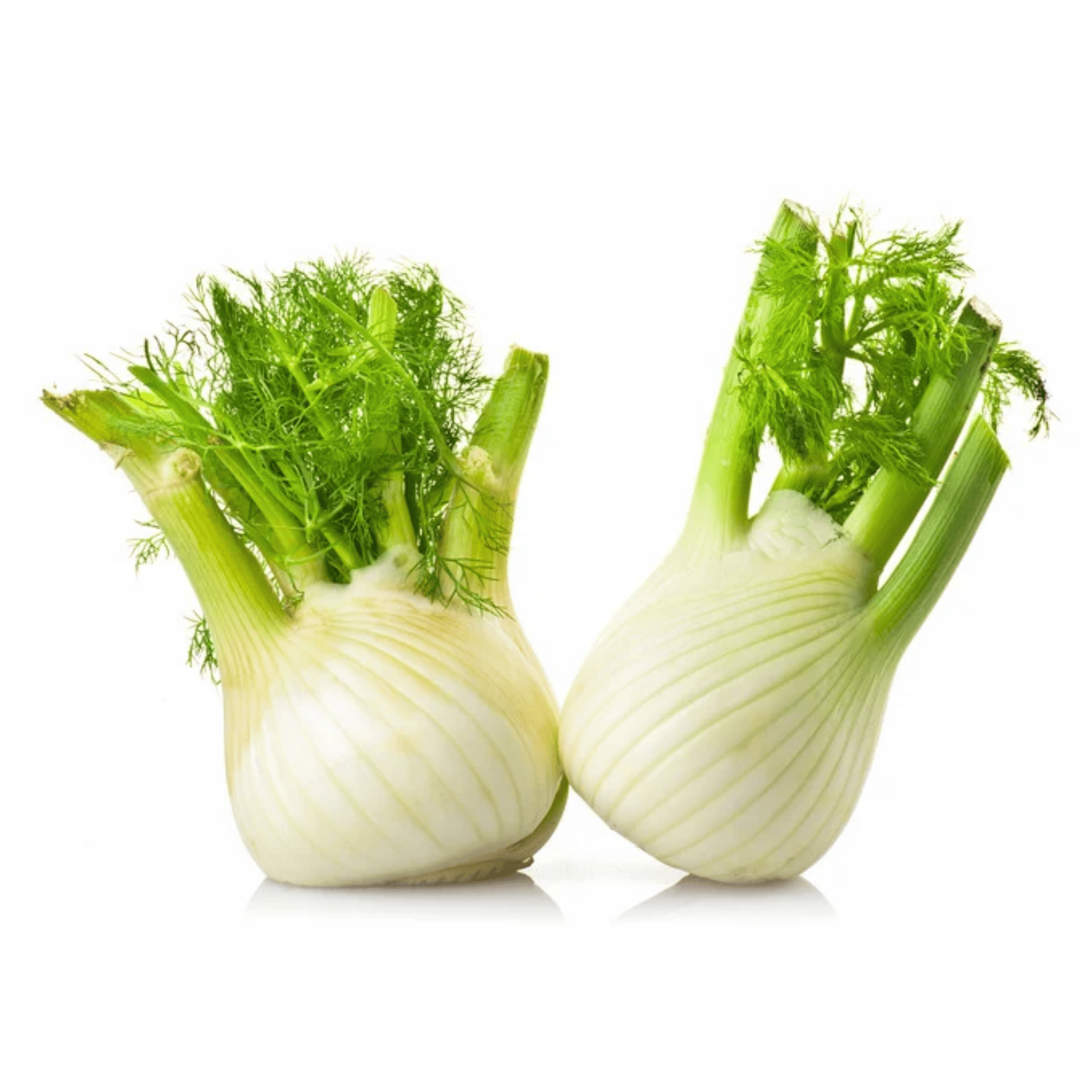 Fenchel – mild süßlich, basisch & perfekt für Säfte und warme Küche