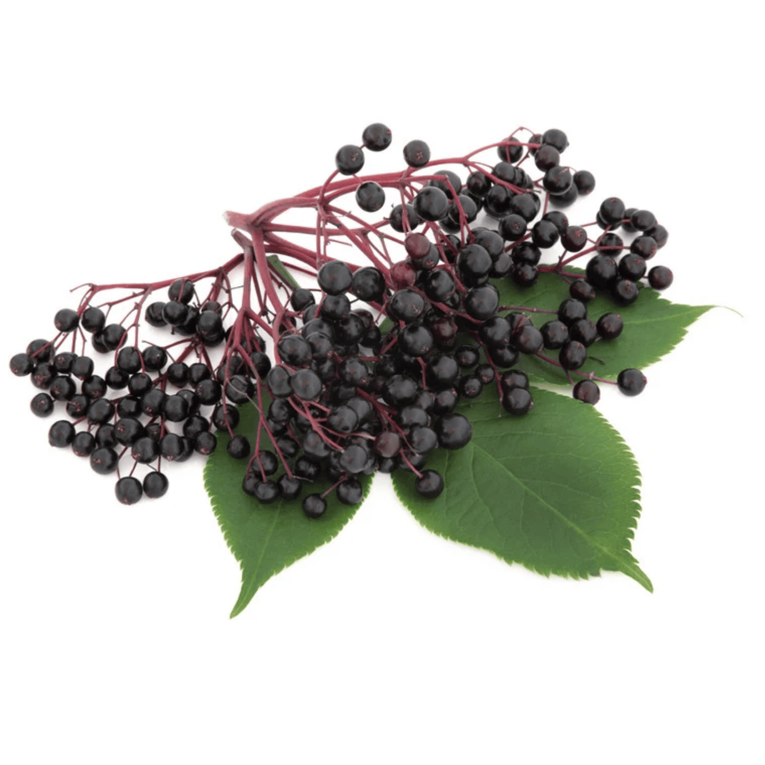 Holunderbeere – kraftvolle Herbstbeere für Säfte & Küche