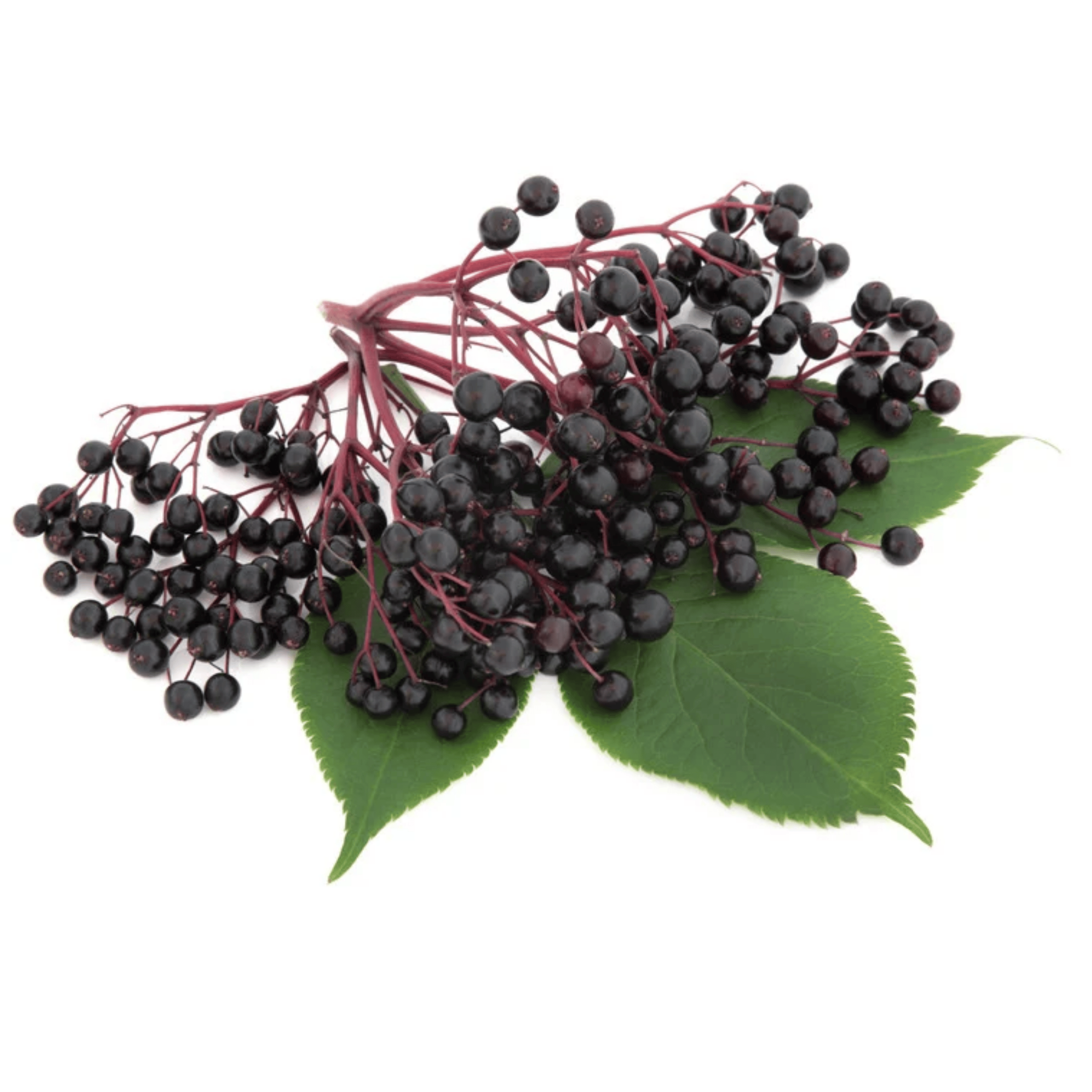 Holunderbeere – kraftvolle Herbstbeere für Säfte & Küche