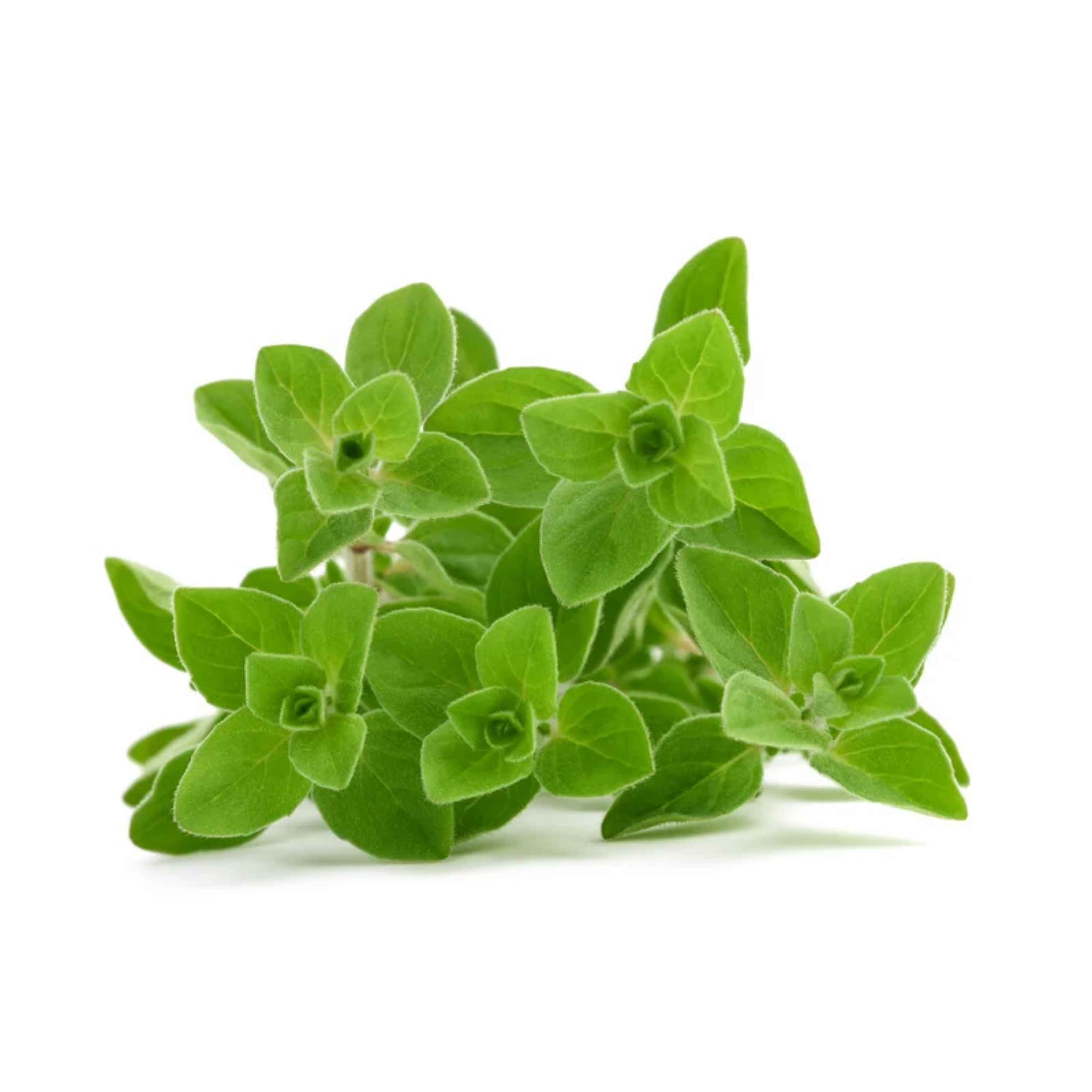 Majoran: Das unterschätzte „Wurstkraut“ mit Heilwirkung