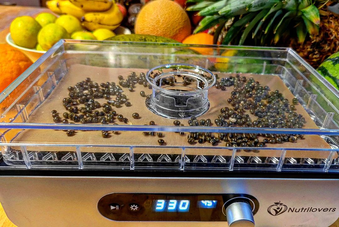 Pfeffer, Papayakernen,Dörrautomat a, das ist möglich! Papaya-Kerne stecken sogar voller wertvoller Inhaltsstoffe. Du solltest allerdings darauf achten, dass du nur Kerne von vollreifen #Papaya verwendest und diese nur wie Pfeffer als Gewürz einsetzt.