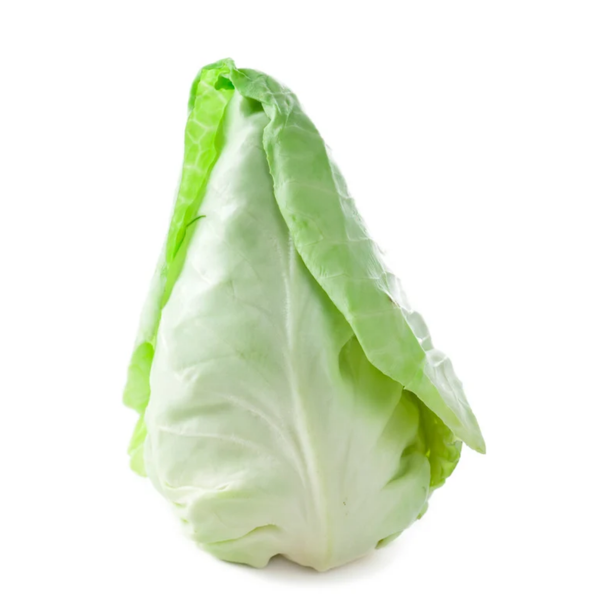 Pointed Cabbage: The Tender Summer Cabbage for Sensitive Stomachs