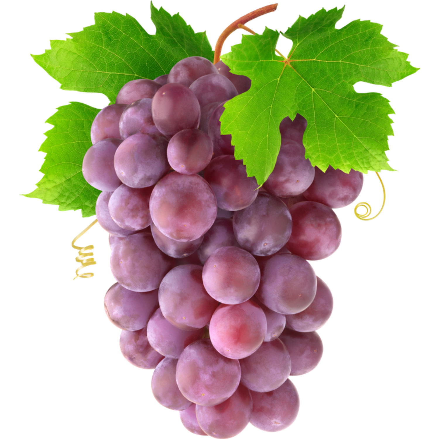 Traube: Die süße Energie-Bombe für den Herbst