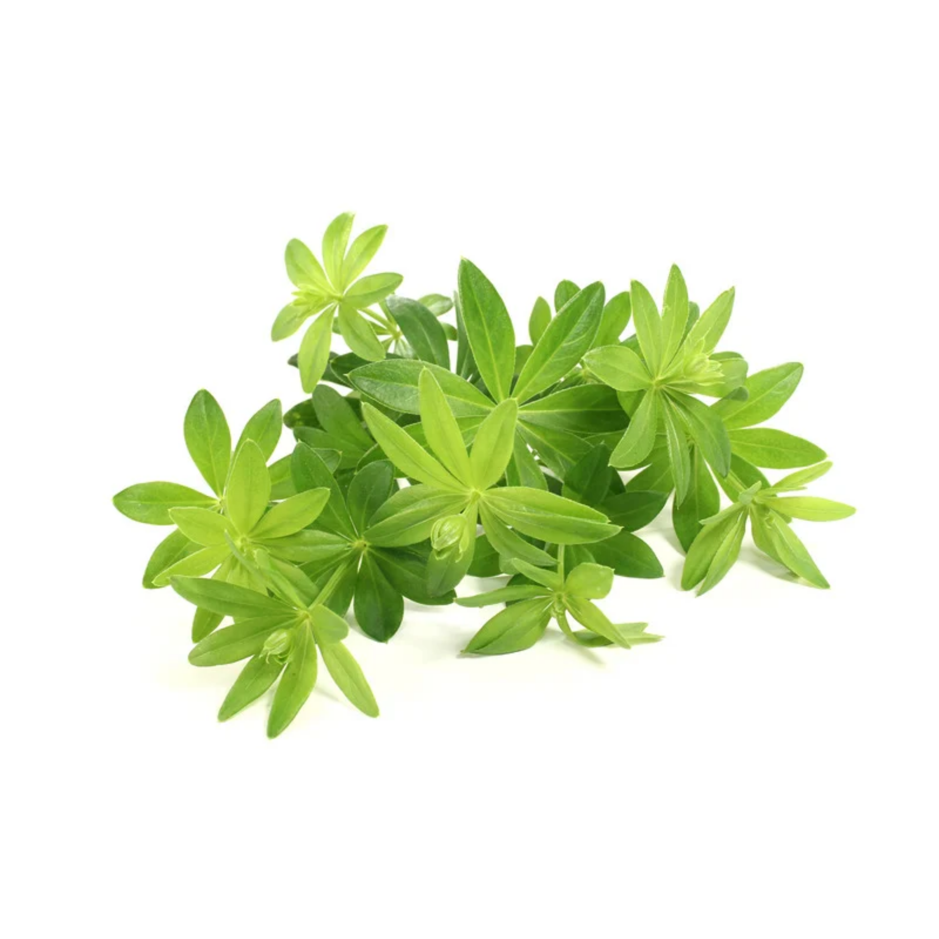 Waldmeister: Das duftende Frühlingskraut für gute Laune