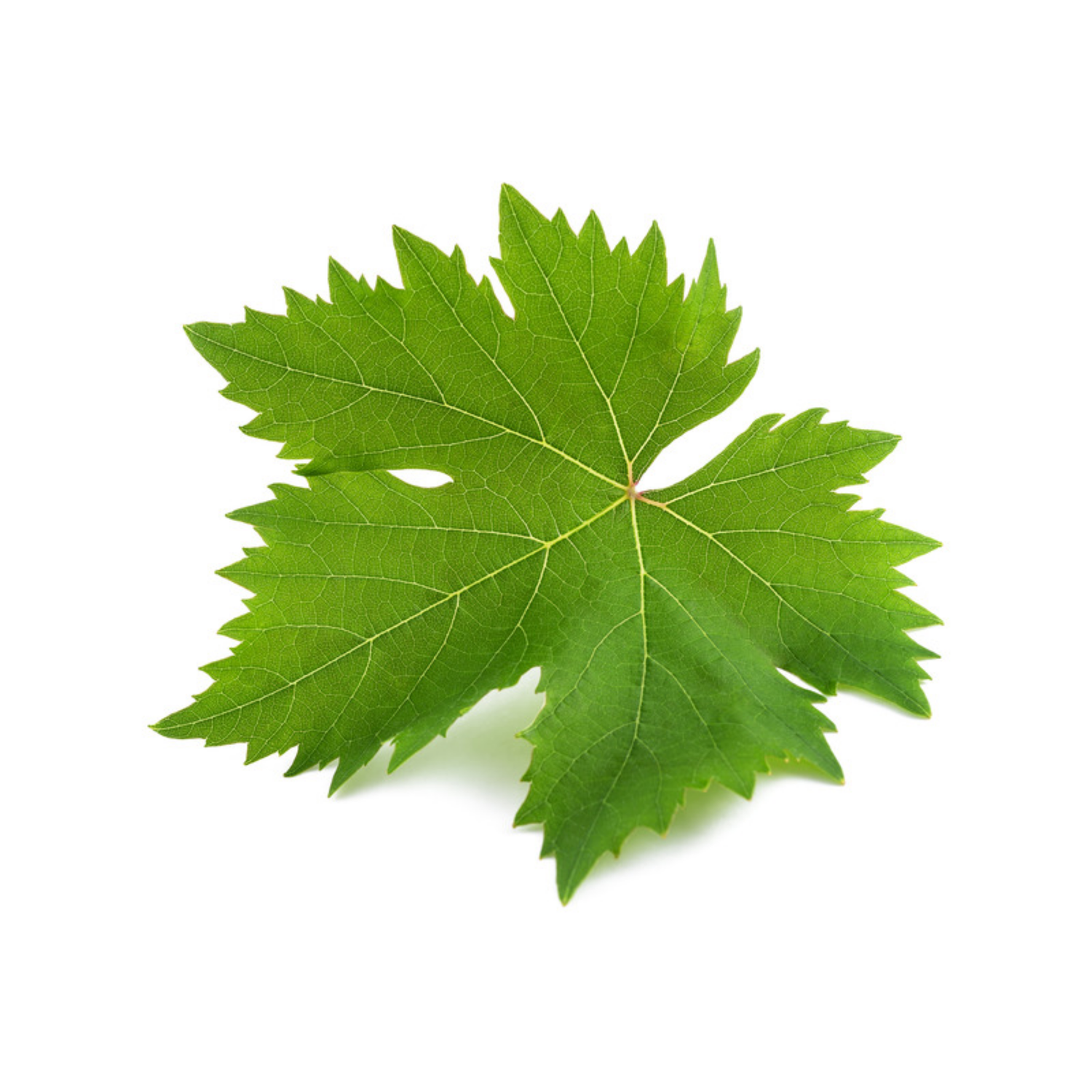 Weinblatt: Das unterschätzte Superfood vom Rebstock
